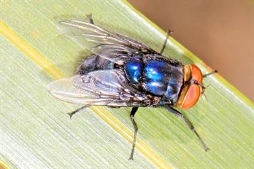 Libera Senasica millones de moscas estériles