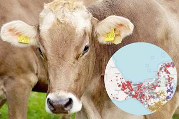 Reporta SENASICA más de 6 mil casos de gusano barrenador