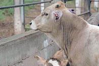 Detectan ahora caso de gusano barrenador en Montemorelos