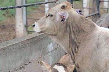 Detectan ahora caso de gusano barrenador en Montemorelos