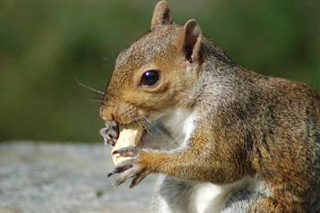 Conoce los alimentos que son nutritivos para las ardillas
