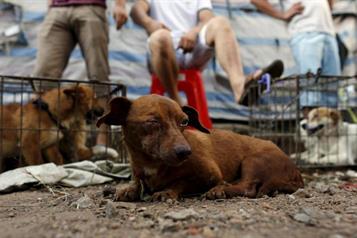 Sancionarán de 6 meses a un año de prisión por maltrato animal