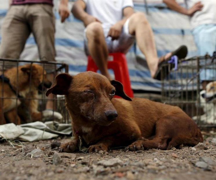 Sancionarán de 6 meses a un año de prisión por maltrato animal Sancionarán de 6 meses a un año de prisión por maltrato animal