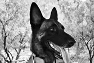 Muere Odín, perro rescatista de Protección Civil  Muere Odín, perro rescatista de Protección Civil