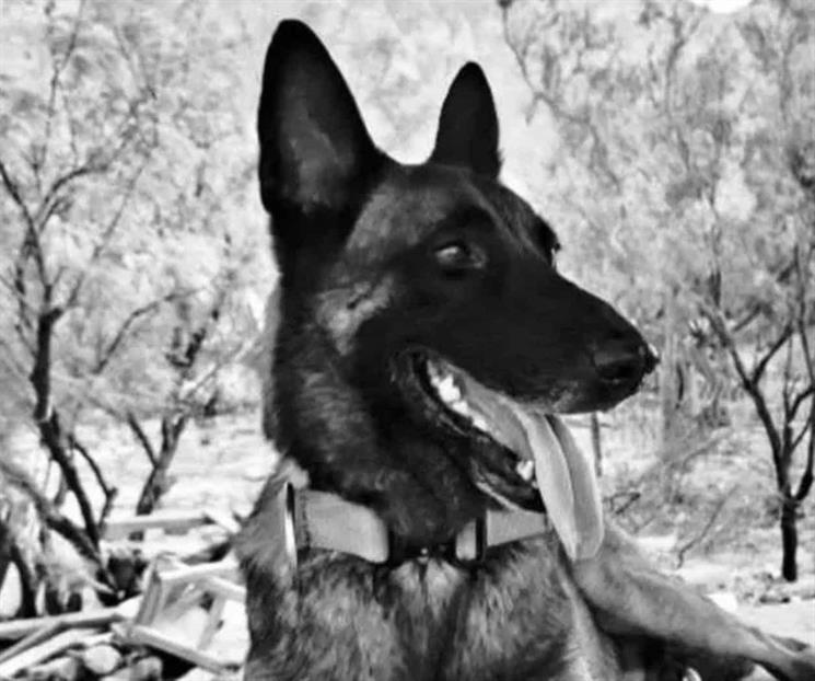 Muere Odín, perro rescatista de Protección Civil Muere Odín, perro rescatista de Protección Civil