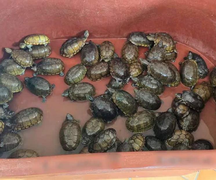 Aseguran más de 2 mil tortugas en malas condiciones en Jalisco