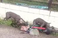 Atacan perros a ciclista