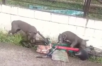 Atacan perros a ciclista