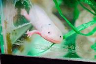 Buscan proteger al ajolote endémico de Nuevo León