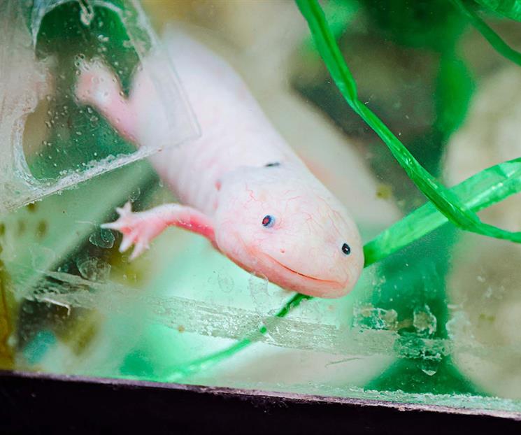 Buscan proteger al ajolote endémico de Nuevo León Buscan proteger al ajolote endémico de Nuevo León