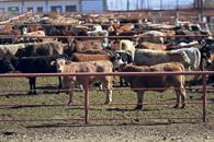 EU reconoce avances de México contra el gusano barrenador