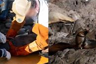 Liberan de redes de pesca a trece lobos marinos en Sonora Liberan de redes de pesca a trece lobos marinos en Sonora