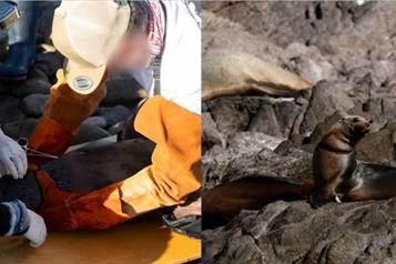 Liberan de redes de pesca a trece lobos marinos en Sonora