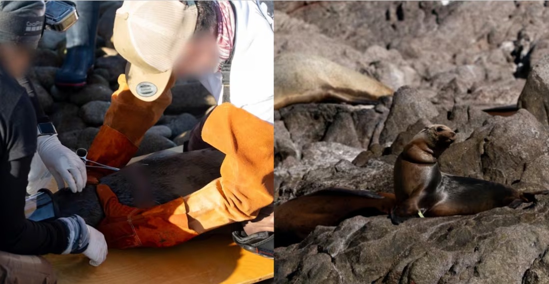 Liberan de redes de pesca a trece lobos marinos en Sonora