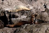 Liberan de redes de pesca a trece lobos marinos en Sonora