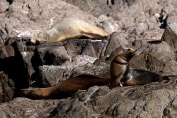 Liberan de redes de pesca a trece lobos marinos en Sonora