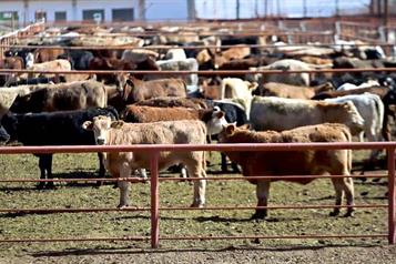 Reporta EU disminución de casos de gusano barrenador