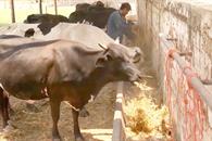 Lanzan ganaderos nueva campaña para combatir el gusano barrenador