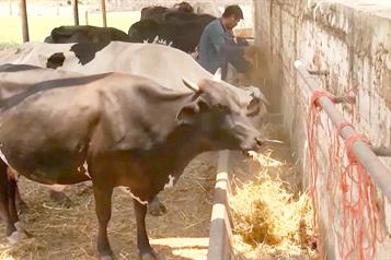 Lanzan ganaderos nueva campaña para combatir el gusano barrenador