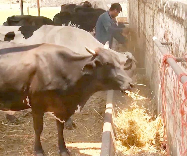 Lanzan ganaderos nueva campaña para combatir el gusano barrenador Lanzan ganaderos nueva campaña para combatir el gusano barrenador