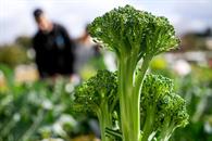 ¿Qué se debe comer para no enfermarse en esta temporada de frío? ¿Qué se debe comer para no enfermarse en esta temporada de frío?