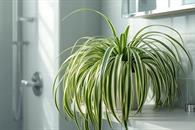 ¿Humedad en casa? Cómo hacer un deshumidificador casero