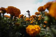 Llega flor de cempasúchil a CDMX Llega flor de cempasúchil a CDMX