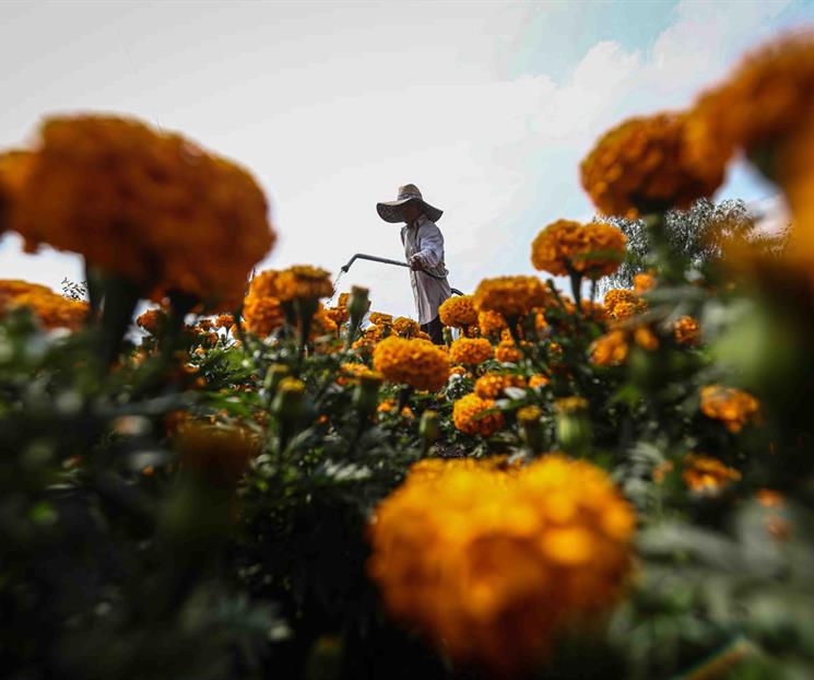 Llega flor de cempasúchil a CDMX