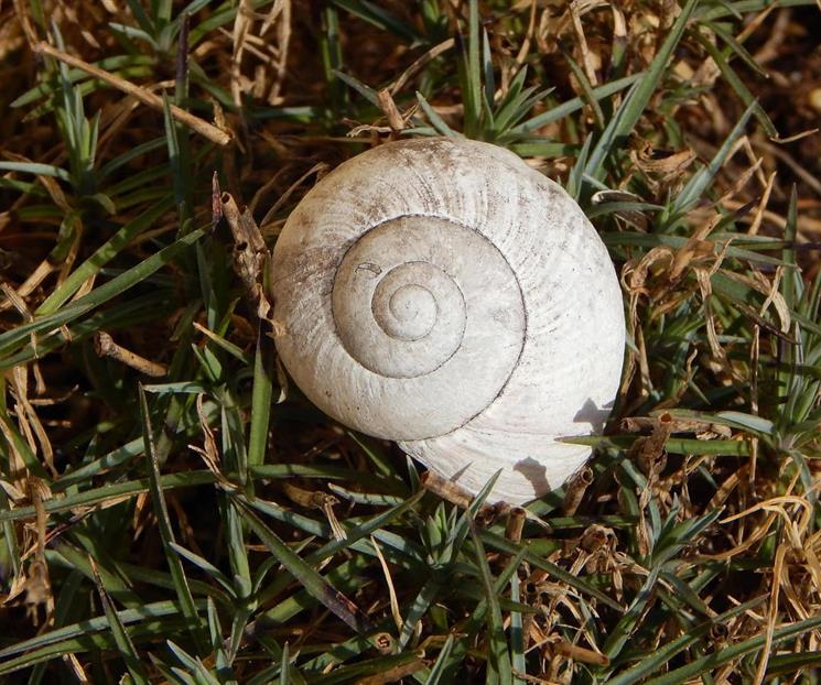 ¿Qué aportan los caracoles a un jardín? ¿Qué aportan los caracoles a un jardín?