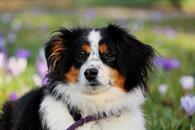 Conoce las plantas tóxicas que podrían dañar a tu perro Conoce las plantas tóxicas que podrían dañar a tu perro