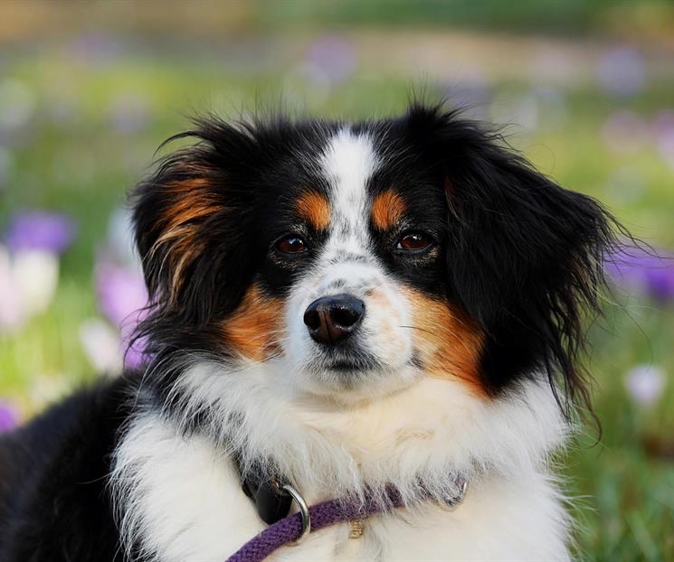 Conoce las plantas tóxicas que podrían dañar a tu perro Conoce las plantas tóxicas que podrían dañar a tu perro