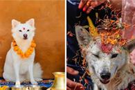 Qué es el Kukur Tihar Qué es el Kukur Tihar