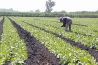 Piden frenar la violencia hacia los productores del campo Piden frenar la violencia hacia los productores del campo