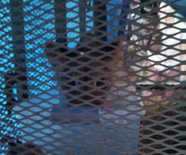 Buscan a dueños de león rescatado en un domicilio de Juárez Buscan a dueños de león rescatado en un domicilio de Juárez