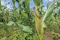 Consejo Nacional Agropecuario pide apoyos para productores de maíz Consejo Nacional Agropecuario pide apoyos para productores de maíz