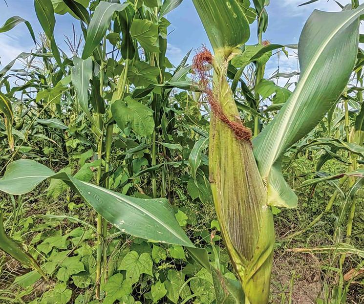 Consejo Nacional Agropecuario pide apoyos para productores de maíz Consejo Nacional Agropecuario pide apoyos para productores de maíz
