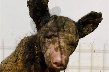 Muestran recuperación y avances de la osa ‘Mina’