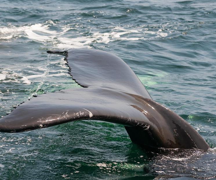 Un canto nuevo en el océano; el sistema que puede escuchar ballenas