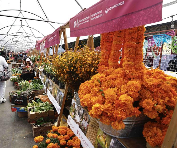 Día de Muertos: Consejos para que el cempasúchil duren más tiempo