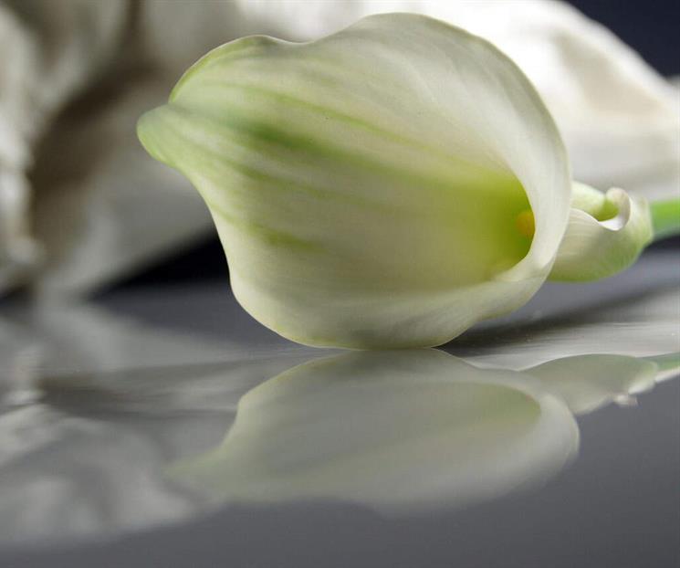 Enferma vivir con el muerto; deja ir el dolor...