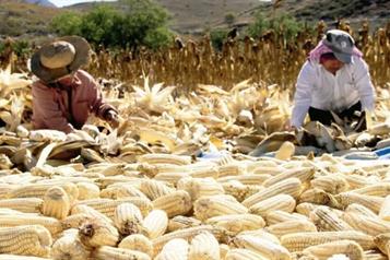 Publican apoyos para productores de maíz en Jalisco, Gto. y Mich.