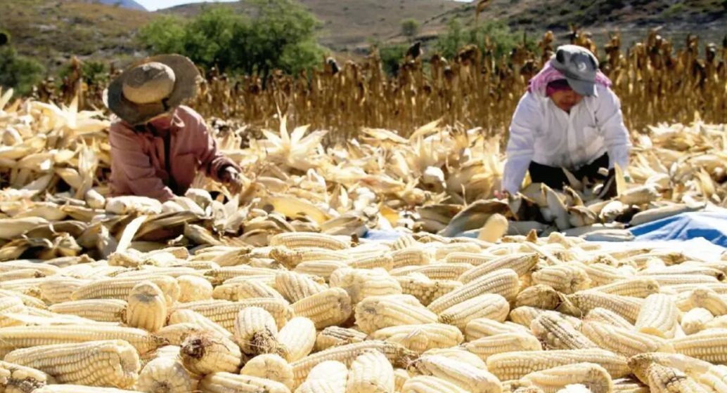 Publican apoyos para productores de maíz en Jalisco, Gto. y Mich.