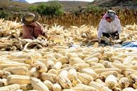 Publican apoyos para productores de maíz