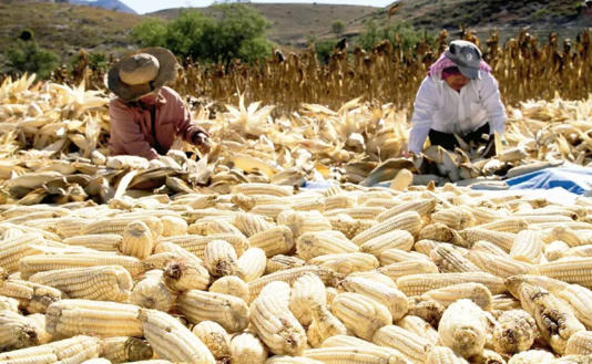 Publican apoyos para productores de maíz
