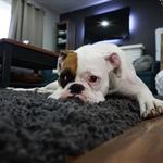 ¿Cómo saber si tu perro tiene depresión?