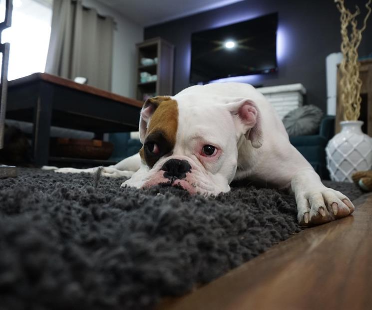 ¿Cómo saber si tu perro tiene depresión? ¿Cómo saber si tu perro tiene depresión?