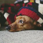 Cómo cuidar a tu perro en temporada de frío