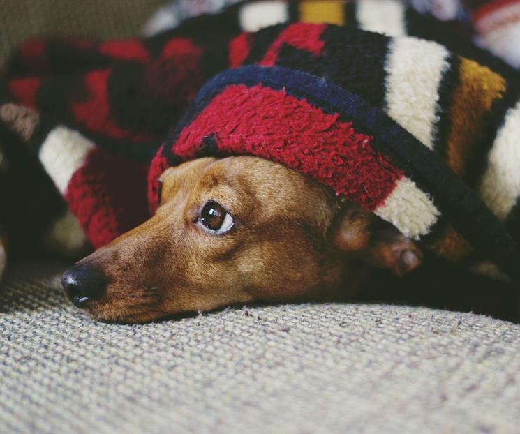 Cómo cuidar a tu perro en temporada de frío Cómo cuidar a tu perro en temporada de frío