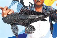 Exhorta GLMC a federación a controlar la expansión del pez diablo Exhorta GLMC a federación a controlar la expansión del pez diablo