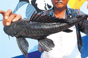 Exhorta GLMC a federación a controlar la expansión del pez diablo